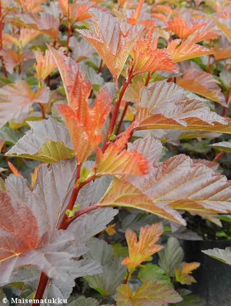 Physocarpus opulifolius 'Mindia' [Diable d'Or], purppuraheisiangervo